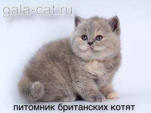 Продам британскую кошечку из питомника в Москве
