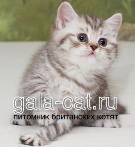 Продам британскую кошечку из питомника в Москве